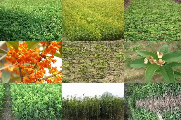 桂花结籽有什么用途1685751679721