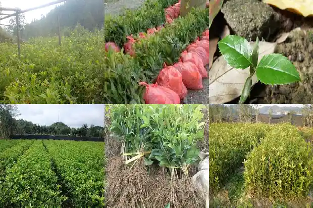桂花结籽有什么用途1685751679768