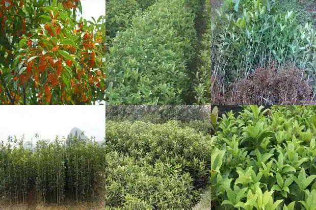 桂花树枝发白怎么办1688348637858