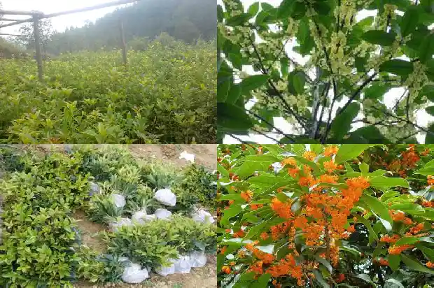 结籽的桂花品种好不好养活1685751715406