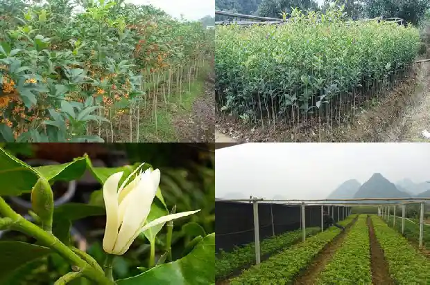 哪个品种桂花结籽1685751786255