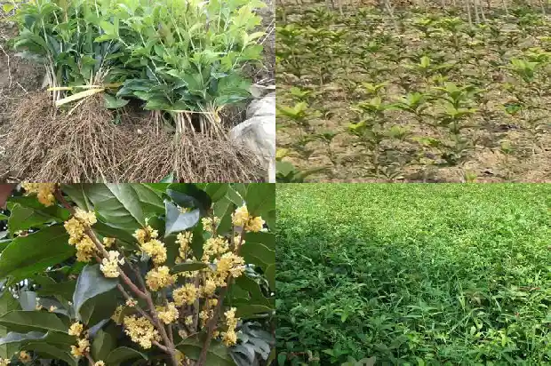 食用桂花哪个品种最好最香1685751810851