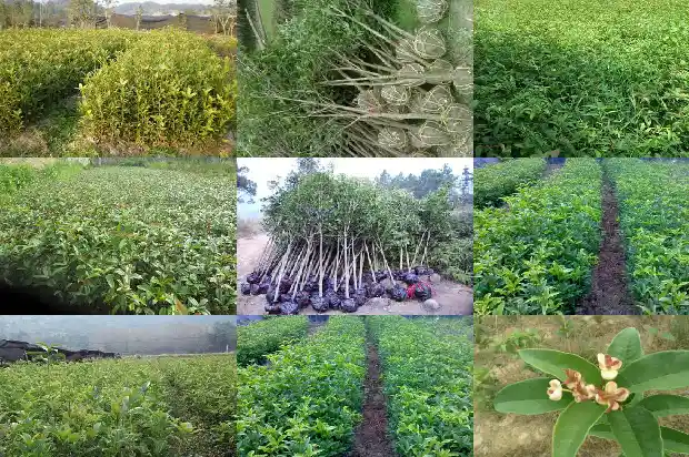 桂花树大树价格多少1689640447166