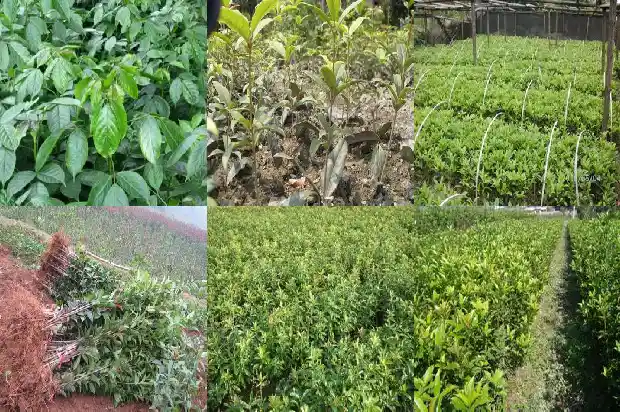 食用桂花哪个品种最好最香1685751810991