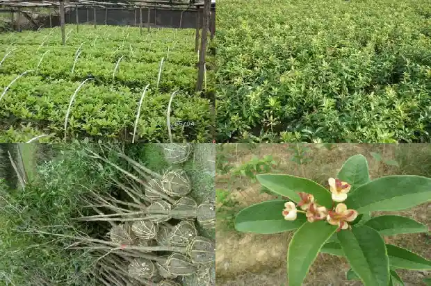 桂花的品种哪个最香1685751828326