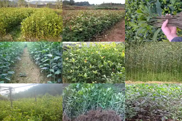 桂花树能结籽吗?1685751881639