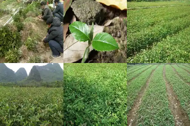 桂花树能结籽吗?1685751881686