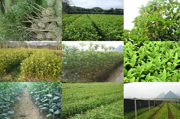 桂花树能结籽吗能吃吗1685751901292