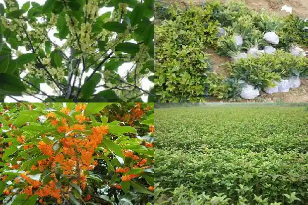 桂花树能结籽吗能吃吗1685751901339