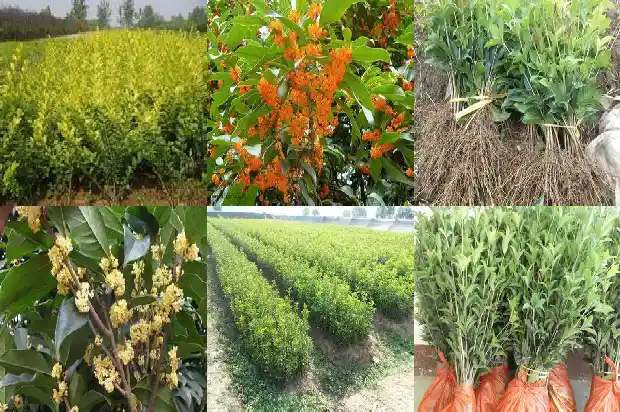 怎样分辨桂花的品种1685751925555