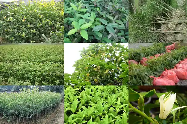 怎样分辨桂花的品种1685751925602