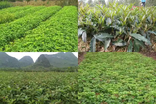 批发桂花苗 桂花苗批发1689899579472