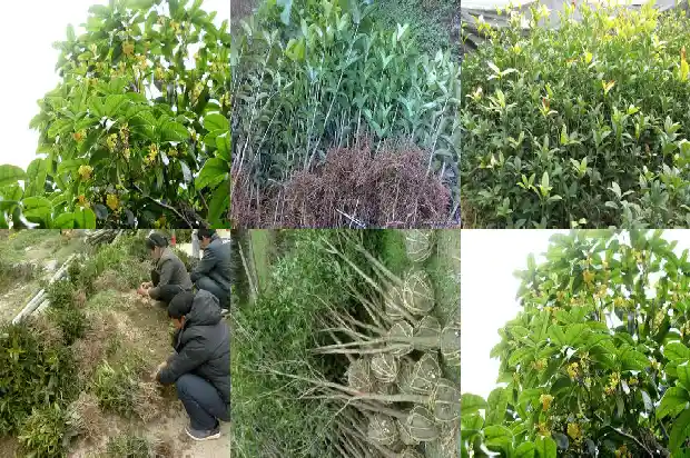 怎样分辨桂花的品种1685751925697