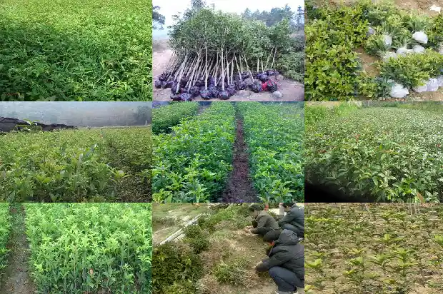 桂花树移植多久才能开花结果1685751949741