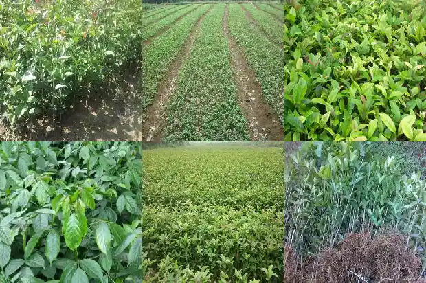 桂花树移植多久才能开花结果1685751949788