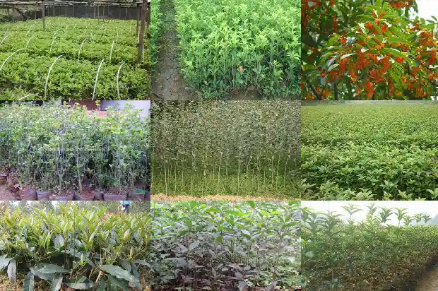 桂花树移植多久才能开花结果1685751949835