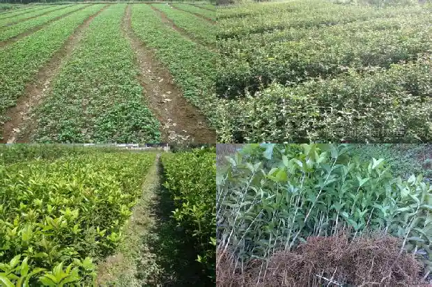 桂花树移植多久才能开花结果1685751949882