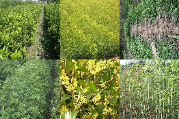 桂花树分公母1685752002512