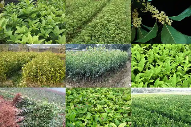 桂花树分公母1685752002559
