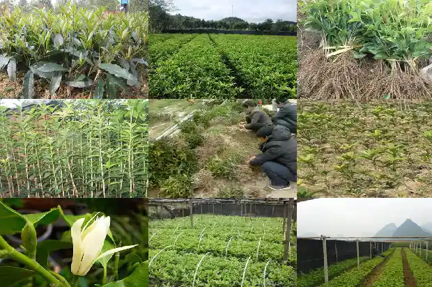 桂花树结的籽有什么用途和功效与作用及禁忌1685752021860
