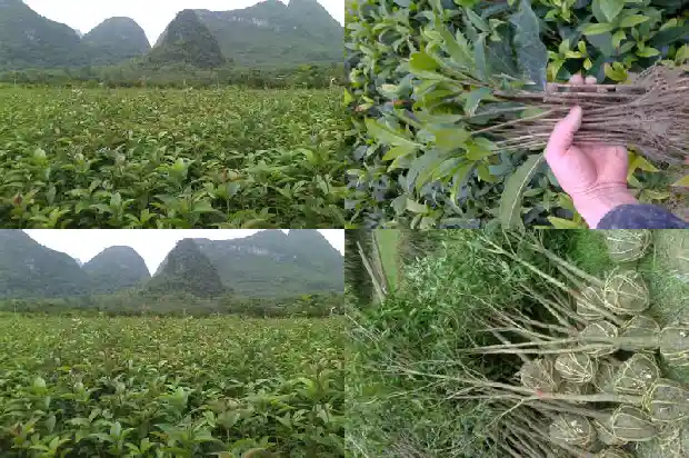 桂花树结的籽有什么用途和功效与作用及禁忌1685752021907