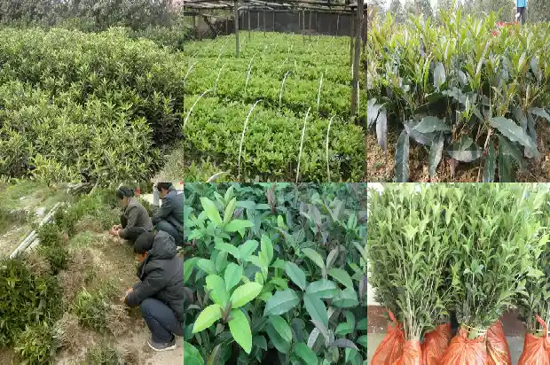 桂花树结的籽有什么用途和功效与作用及禁忌1685752021956