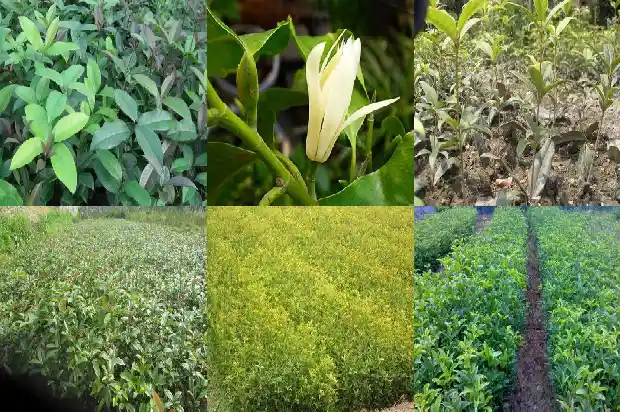 几月份修剪桂花树最好看1688948431195