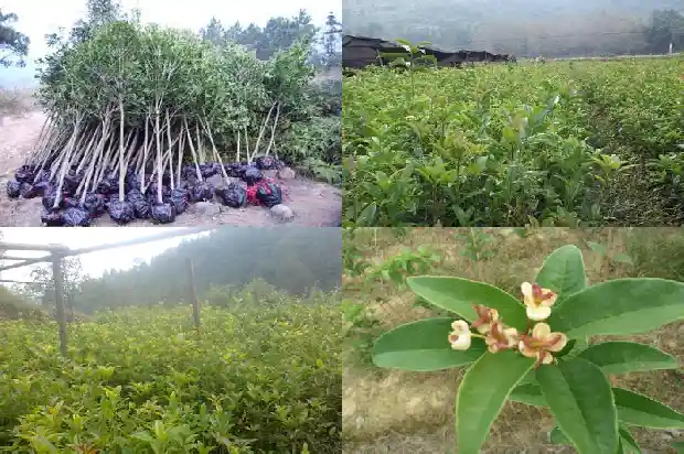 现在桂花树的价格是多少1689640018668