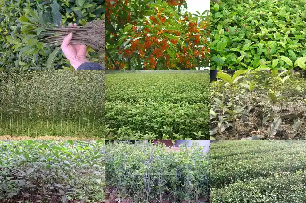 桂花树籽的作用与功效及禁忌1685752085541