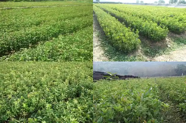 桂花树籽的作用与功效及禁忌1685752085587