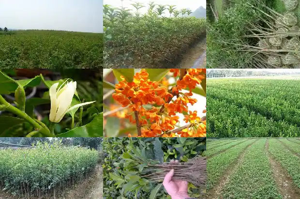 桂花籽的功效和作用1685752123896