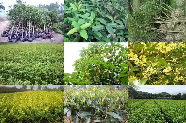 桂花籽的功效和作用1685752123943