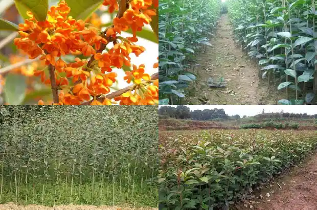 桂花树籽的作用和功效禁忌1685752143946