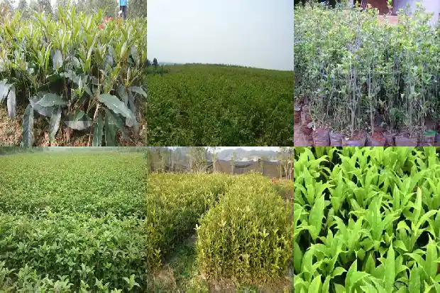 桂花是自然晾干还是炒的好1689577200961