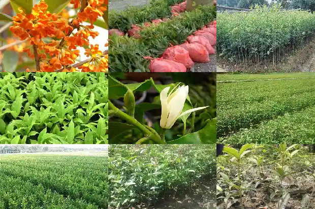 桂花籽的功效与作用1685752163928