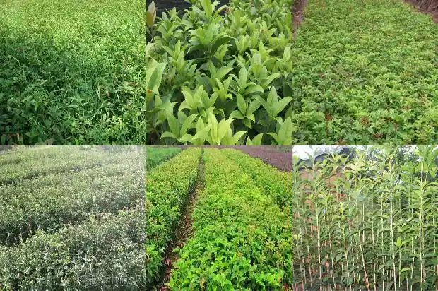 桂花籽的药用价值是什么1685752181750