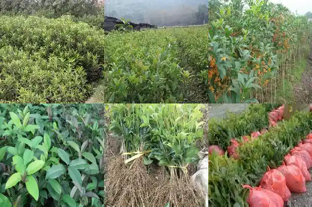 桂花籽的药用价值是什么1685752181797