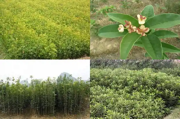 桂花籽的药用价值是什么1685752181844