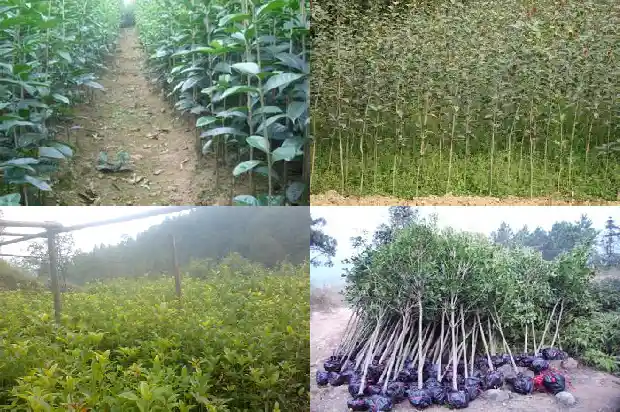 盆栽桂花如何开花1689208030642
