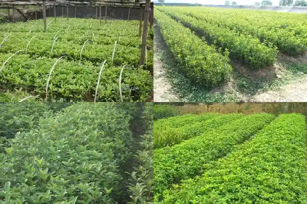 桂花籽的用处1685752218597