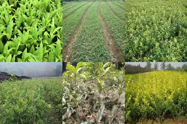 桂花树的籽有什么用途和功效1685752236491
