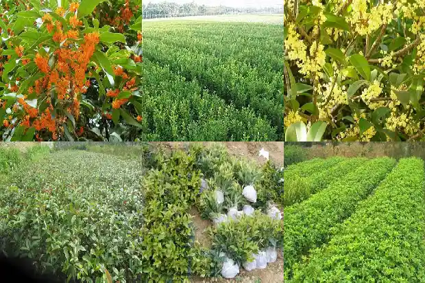桂花树上的籽有什么功效和作用1685752256001