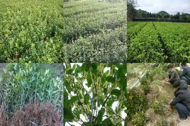 桂花树上的籽有什么用处1685752273324