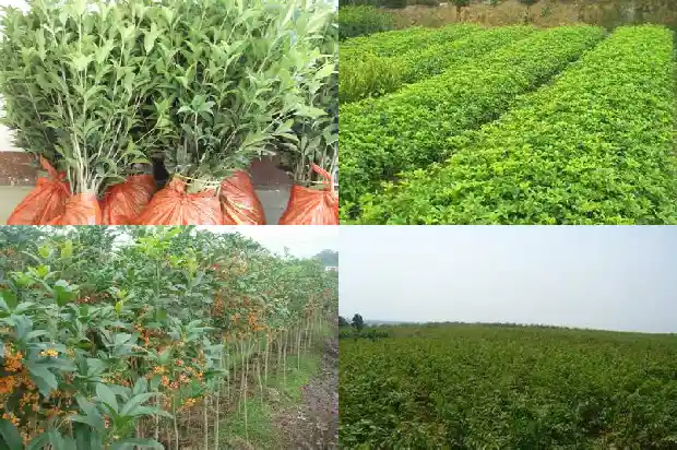 桂花树上的籽有什么用处1685752273418