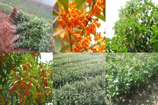 桂花树采购 供应1690416804270