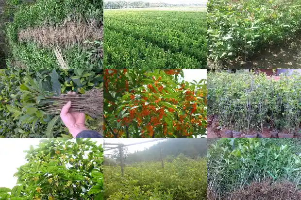 桂花树籽怎么才成熟快1685752310677