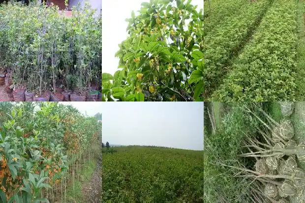桂花树籽怎么才成熟快1685752310725