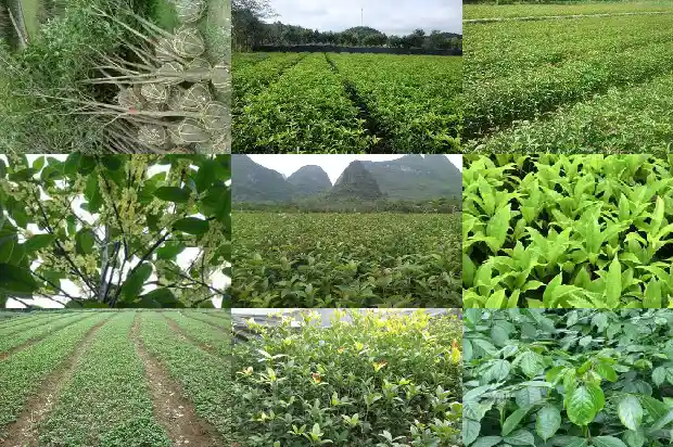 桂花树有籽没1685752368937
