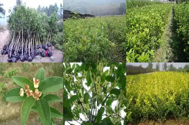 桂花种苗 价格多少一棵呢1690504811692