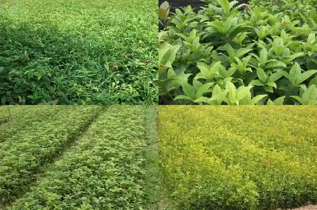 桂花树上的籽不能吃了1685752451106